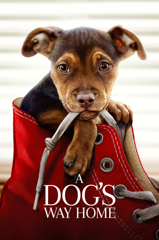 A Dog S Way Home (2019)